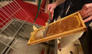 Lille: la récolte du miel des abeilles de l’Opéra