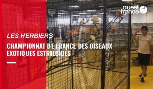 VIDÉO. Championnat de France des oiseaux exotique estrildidés aux Herbiers