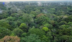 La forêt du Congo : un poumon fragile en quête de protection