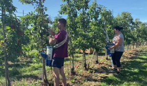 Bailleul : la récolte des pommes a commencé avec l'aide d'Ukrainiens 