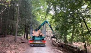Mont-Saint-Aignan. Opération de relevage des arbres coupés au Bois l’Archevêque