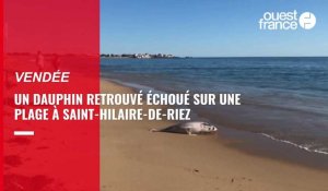 VIDÉO. Une dauphin retrouvé échoué sur une plage de Saint-Hilaire de-Riez