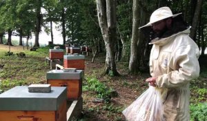 Ludovic Chatry, un apiculteur aux petits soins avec ses abeilles