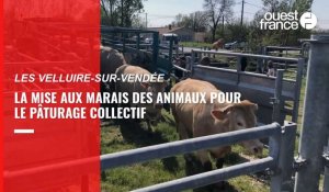 VIDÉO. Les vaches ont retrouvé le marais aux Velluire-sur-Vendée