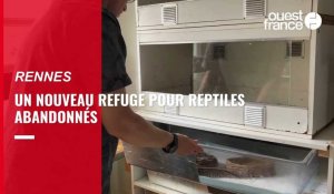 VIDÉO. Pythons, pogonas... En Bretagne, il ouvre un refuge pour reptiles abandonnés