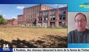 À Roubaix, des chevaux labourent la terre de la ferme du Trichon