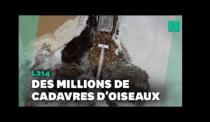 L214 diffuse la vidéo d'un charnier d'oiseaux en Vendée