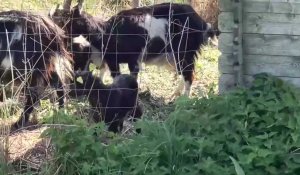 Eco-pâturage: 13 chèvres à Eclusier-Vaux