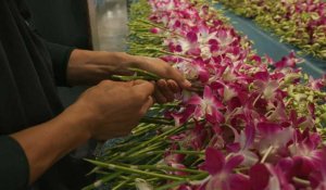 Ukraine, climat, pandémie: les orchidées de Thaïlande dans la tourmente