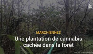 Une plantation de cannabis découverte au cœur de la forêt de Marchiennes