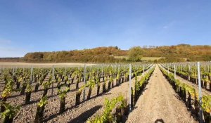 A Fresnicourt-le-Dolmen, 10000 pieds de vignes planté près d'Olhain par des agriculteurs