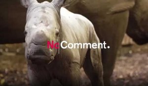 Pays-Bas : naissance d'un bébé rhinocéros blanc du Nord au zoo d'd'Arnhem