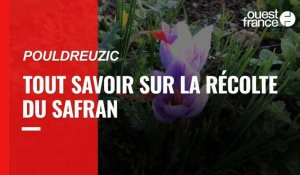 VIDÉO. À Pouldreuzic, Anne Roche cultive des fleurs de safran