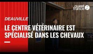 VIDÉO. À Deauville, ce centre vétérinaire est spécialisé dans les chevaux