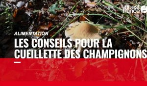 VIDÉO. Pour trouver des champignons comestibles, découvrez les conseils d'un spécialiste