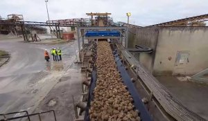 La transformation de la betterave au sucre à l'usine Tereos de Connantre