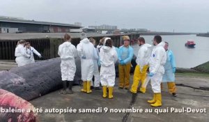 Autopsie de la femelle rorqual échouée au port de Calais