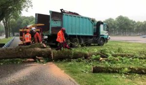 Abattage d’arbres au parc de la Hotoie à Amiens