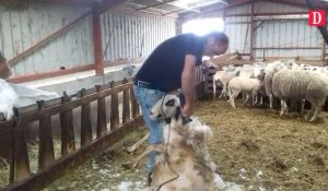 Tarn-et-Garonne : tonte des brebis à la ferme de la Souleille