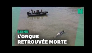 L'orque perdue dans la Seine a été retrouvée morte