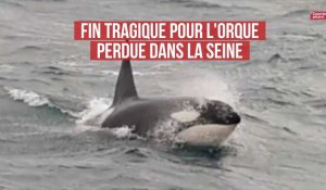 L'orque qui errait dans la Seine a été retrouvée morte