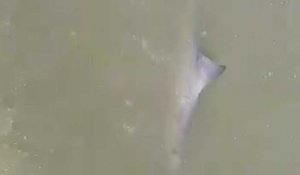 Un petit requin s'échoue sur la plage de Bray-Dunes