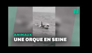 Une orque aperçue dans la Seine en Normandie, entre le Havre et Rouen