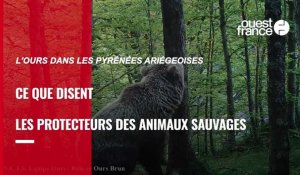 L'ours dans les Pyrénées ariégeoises