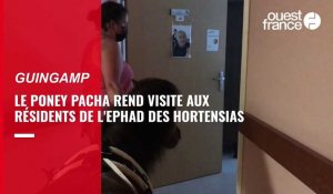 Quand Pacha, le poney, donne le sourire aux résidents de l'Ehpad des Hortensias à Guingamp