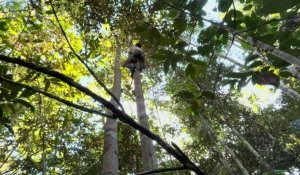 Grimpeurs d'arbres en Amazonie, un rôle vital pour comprendre la biodiversité
