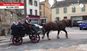 VIDÉO. À Carhaix, le cheval breton Ténor promène les personnes âgées des Ehpad dans le centre-ville 