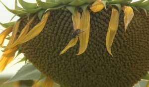 En Hongrie, la sécheresse affame les abeilles