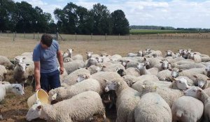 La filière ovine veut se muscler en Normandie