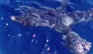 Un requin bleu aperçu dans la baie de Pampelonne