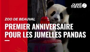 VIDÉO. Zoo de Beauval : les jumelles pandas fêtent leur premier anniversaire