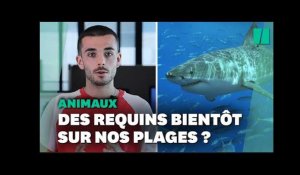 Les requins vont-ils se multiplier près des plages françaises ?