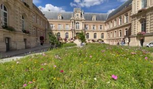 Amiens : la nature s'invite à l'Hôtel de ville