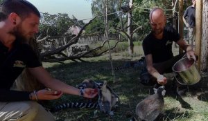 Bellewaerde : le personnel aux petits soins pour les animaux en période de canicule