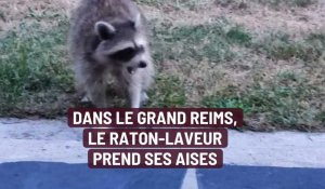 Dans le Grand Reims, le raton laveur prend ses aises