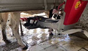 Comment la ferme Wattelle du Doulieu chouchoute ses vaches laitières