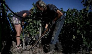 Sécheresse en France : l'irrigation au secours des jeunes vignes dans le sud-ouest
