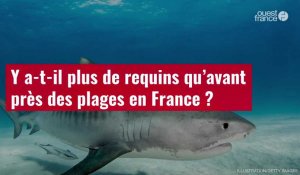 VIDÉO. Y a-t-il plus de requins qu’avant près des plages en France ?
