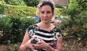 Elle découvre des truffes dans son jardin dans l'Oise à Villers-sur-Trie