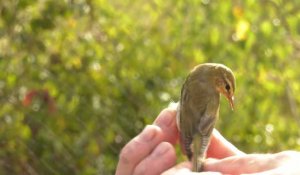 Les Marais de Sacy : Habitat naturel des oiseaux migrateurs
