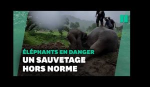 En Thaïlande, l'incroyable sauvetage d'un bébé éléphant et sa mère