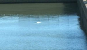 Béluga évoluant dans la Seine: images du cétacé dans une écluse