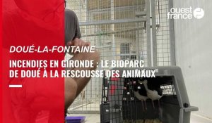 VIDÉO. Comment le Bioparc de Doué-la-Fontaine a accueilli les animaux rescapés du Bassin d'Arcachon