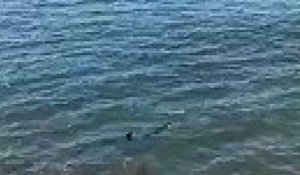 Une nouvelle vidéo confirme la présence du requin bleu aperçu à Hyères