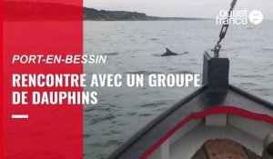 VIDEO. Rencontre avec des dauphins à Port-en-Bessin