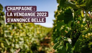 Champagne : la vendange 2022 s'annonce belle
